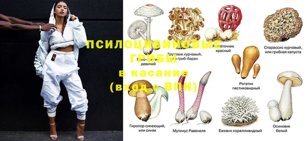 сатива Аркадак